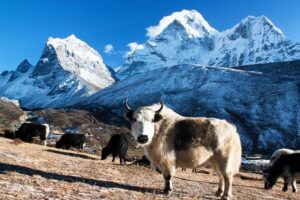 Yak in High Altitudes of Nepal